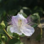 Fioritura dei capperi in giardino, mostra dei fiori bianchi e verdi su piante curate.