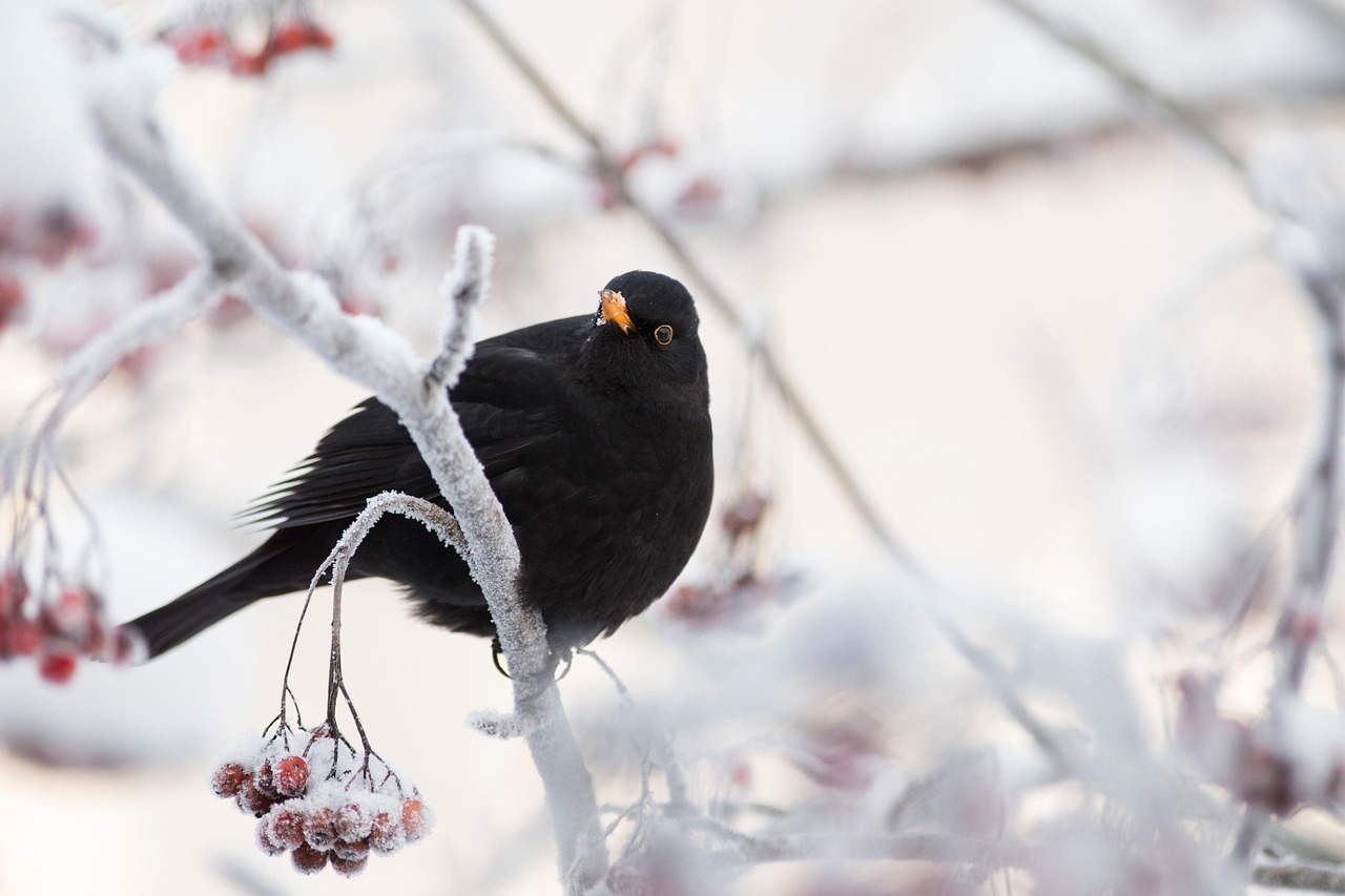 Uccelli nel giardino invernale, attratti da mangiatoie e piante in un paesaggio innevato.