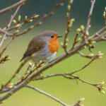 Pettirosso che si nutre da una mangiatoia nel giardino, circondato da piante verdi.