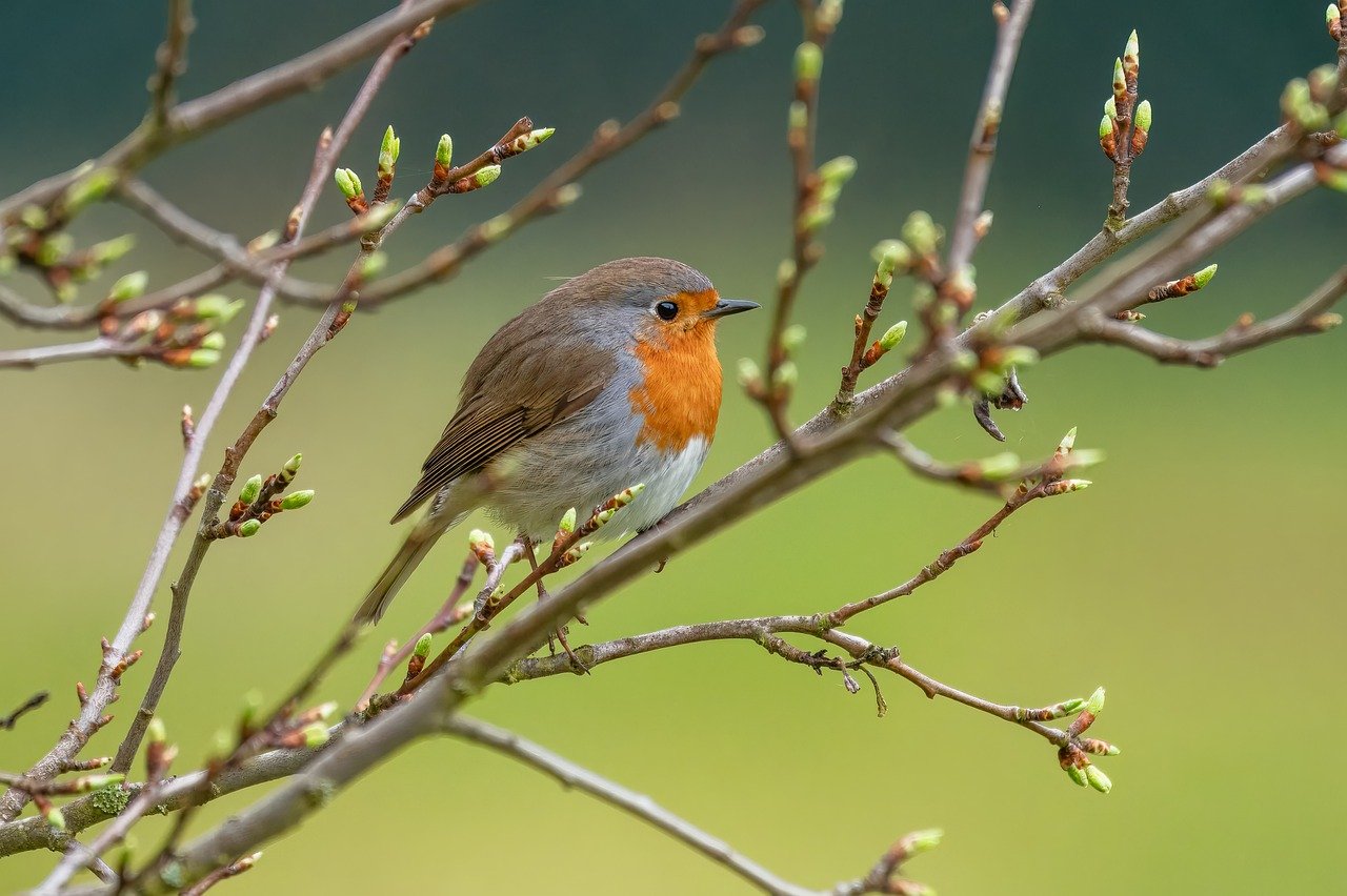 Pettirosso che si nutre da una mangiatoia nel giardino, circondato da piante verdi.