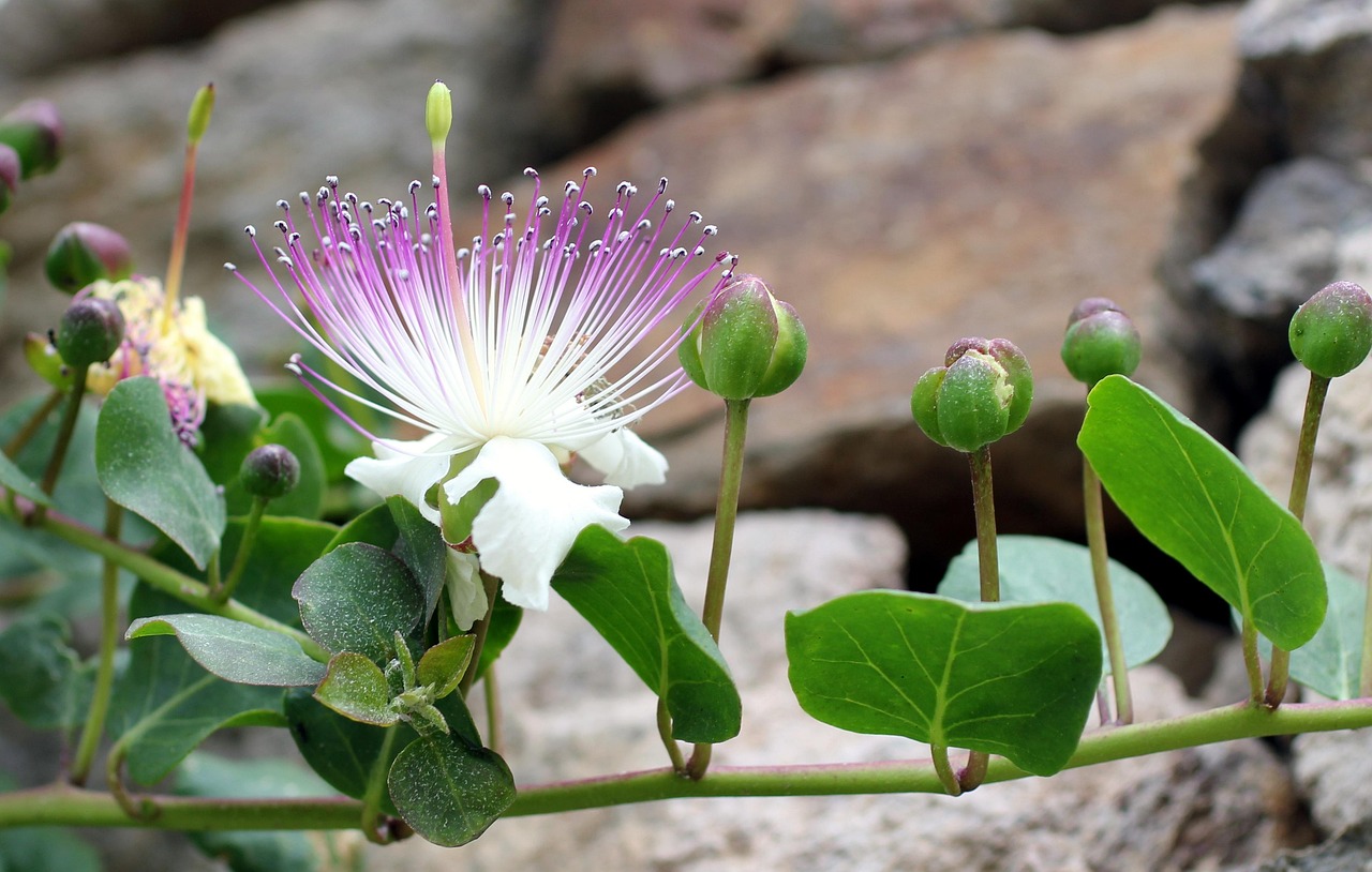 Immagine di una pianta di cappero con foglie verdi e fiori bianchi, su sfondo di terra fertile.