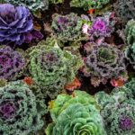 Giardino invernale con piante da semina di gennaio per un raccolto abbondante.