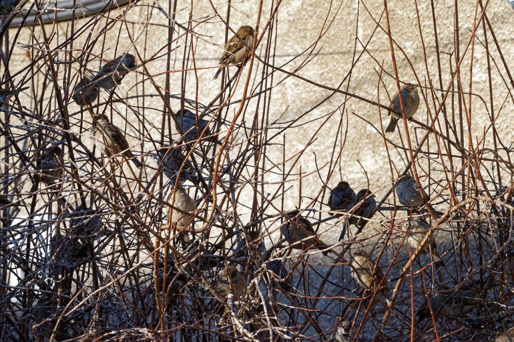 Uccellini infreddoliti: dove sbagliano in molti