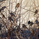 Uccellini infreddoliti su un ramo, con piume arruffate e sguardi preoccupati.