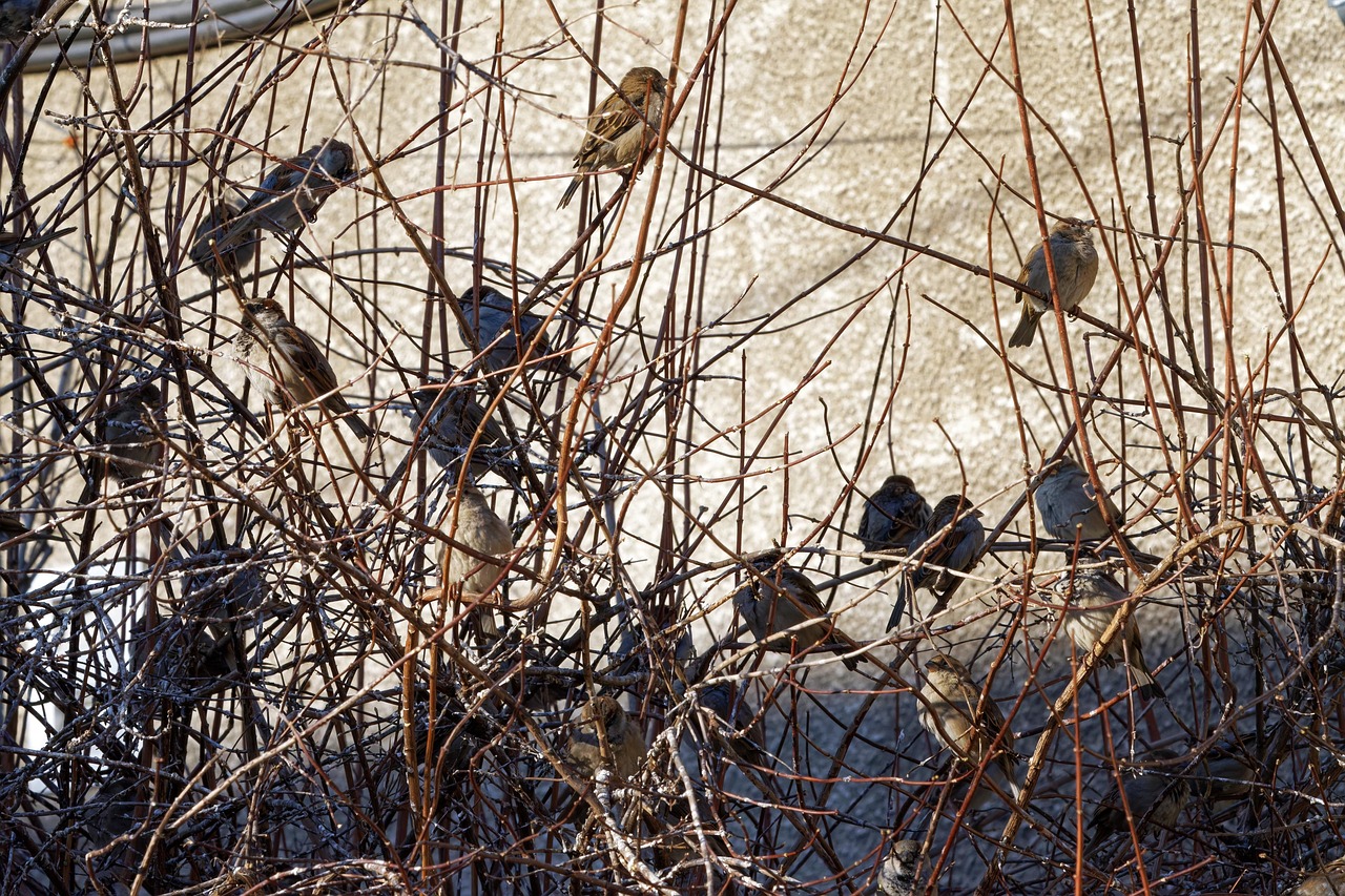 Uccellini infreddoliti su un ramo, con piume arruffate e sguardi preoccupati.