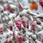 Pettorosso infreddolito su un ramo, circondato da neve e rami spogli.