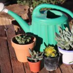 Piante grasse in inverno, illustrate con indicazioni sulla corretta irrigazione per evitare danni alle radici.