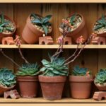 Un giardino con diverse piante grasse rigogliose e ben curate, esposte al sole.