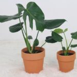 Immagine di piante facili da seminare per principianti nel giardinaggio.