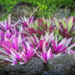 Piante resistenti al caldo in un giardino verde e fiorito sotto il sole estivo.