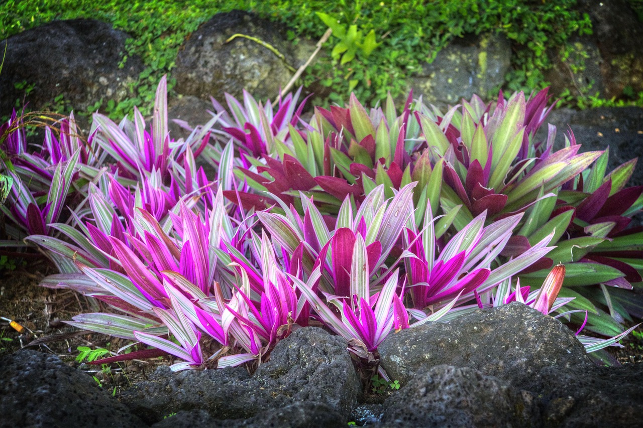 Piante resistenti al caldo in un giardino verde e fiorito sotto il sole estivo.