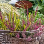 Pianta magica che cresce rigogliosa e senza sostegni, creando un giardino spettacolare in autunno.