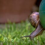 Lumache allontanate da un giardino grazie a fondi di caffè sparsi tra le piante.