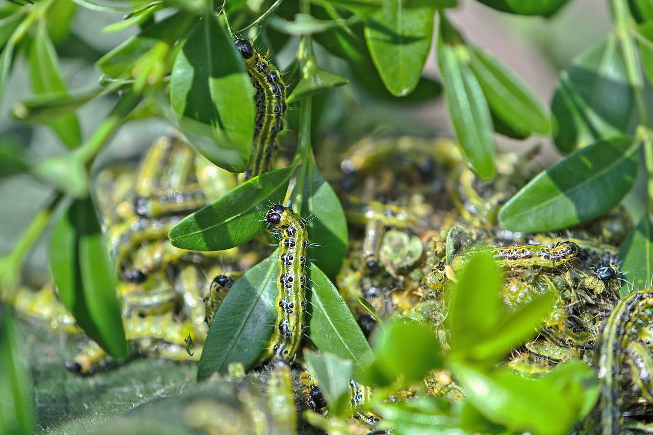 Pianta repellente per bruchi posizionata accanto a verdure in un orto.