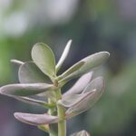 Albero di Giada in casa con foglie verdi, simbolo di fortuna e avvertimenti per la cura.