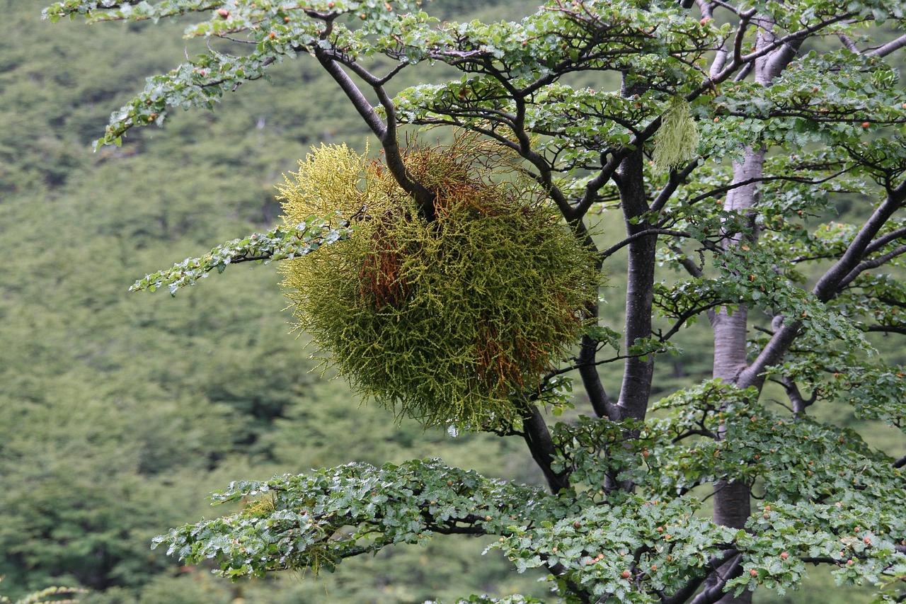 Ramo di quercia con vischio verde, simbolo dell'articolo su come coltivarlo in casa.