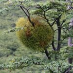 Immagine di un giardino con vischio verde rigoglioso su un albero, evidenziando la coltivazione facile e economica.