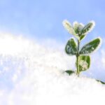 Pianta verde rigogliosa che spunta dalla neve, simbolo di resistenza invernale.