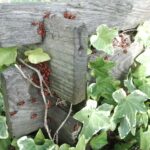 Giardino curato con piante e fiori, senza spese, grazie a soluzioni naturali e fai da te.