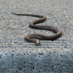 Immagine di un giardino con una biscia che si nasconde tra l'erba, avvertendo del pericolo di calpestarla.