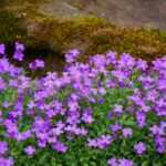 Bordi di giardino con perenni basse colorate che creano un'oasi fiorita e rigogliosa.