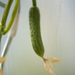 Cetrioli in un campo con segni di deterioramento, evidenziando errori nella coltivazione.