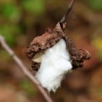 Cocciniglie su una foglia di pianta, batuffolo di cotone imbevuto di alcool accanto.
