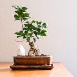 Bonsai ficus curato, con foglie verdi e ben potate, su sfondo naturale.