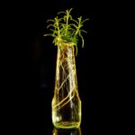 Talea di rosmarino in vaso con radici, pronta per essere trapiantata in un giardino fiorito.