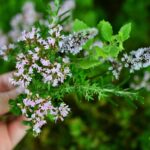 Varie piante aromatiche in un giardino, pronte per il raccolto e la cucina.
