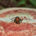 Calabrone su un fiore in giardino, simbolo di metodi naturali per allontanarlo senza danneggiarlo.