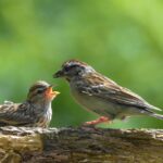 Uccellini in volo nel cielo blu, simbolo della loro migrazione e assenza.