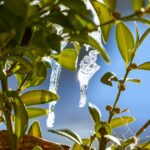 Piante protette dal freddo con teli e materiali isolanti in un giardino invernale.