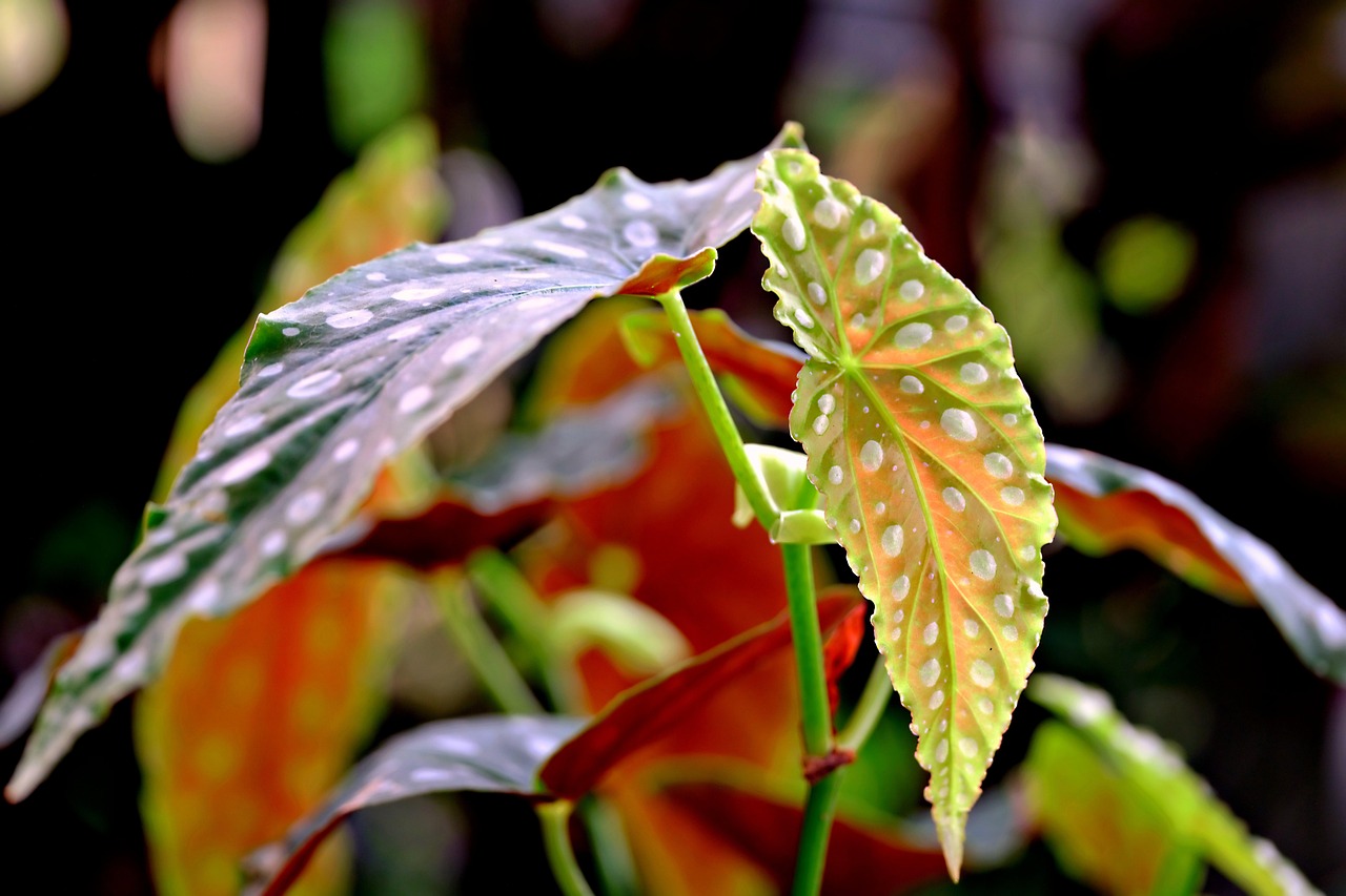Foglie di Begonia maculata con caratteristici pois bianchi su sfondo verde.