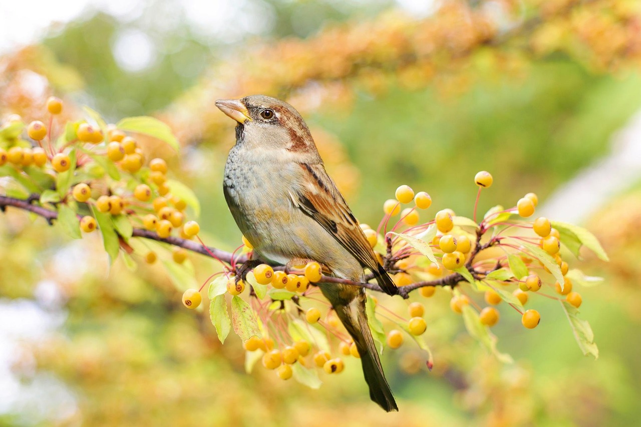 Semi colorati in un giardino fiorito, pronti per attirare gli uccelli.