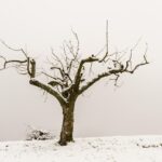 Alberi in un giardino durante la potatura di gennaio, con attrezzi da giardinaggio in primo piano.