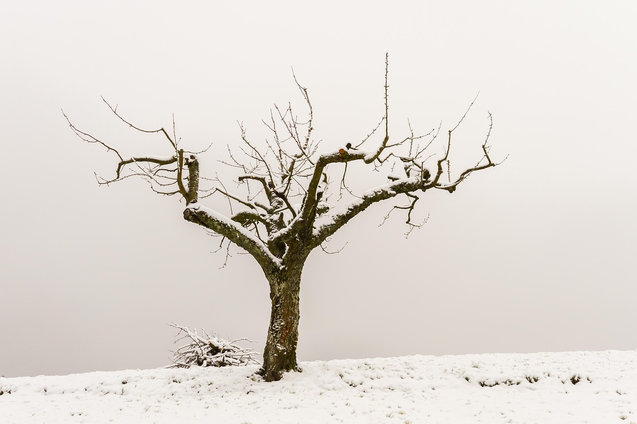 Alberi in un giardino durante la potatura di gennaio, con attrezzi da giardinaggio in primo piano.