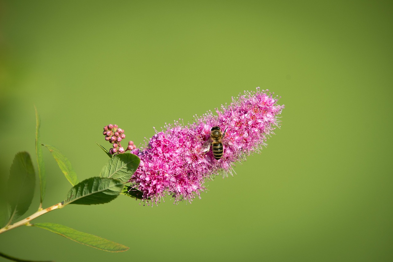 Cespuglio fiorito che attira api e farfalle, ideale per abbellire il giardino.