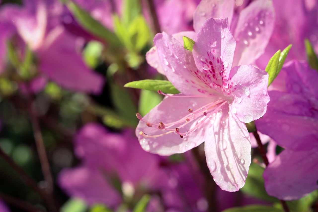 Azalea in fiore in giardino, evidenziando tecniche di innaffiatura estiva.