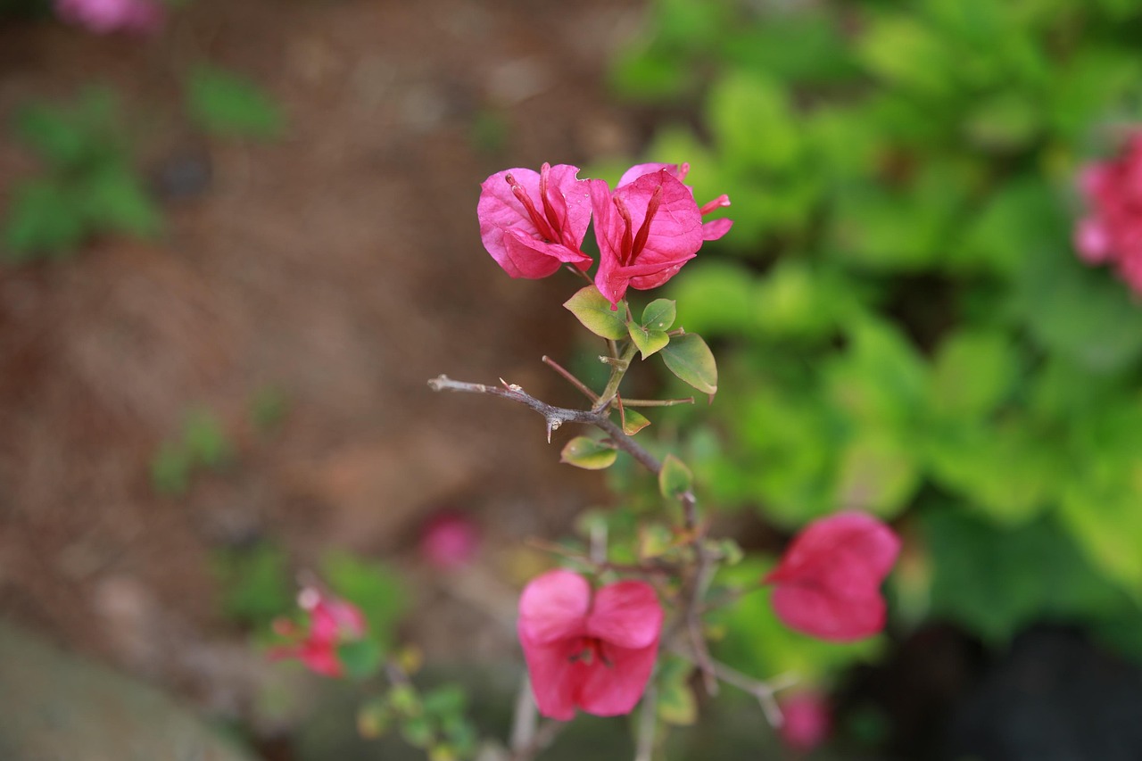 Bouganville verde rigogliosa, priva di fiori, con foglie sane e suggerimenti di cura.