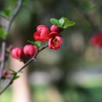 Piante da esterno fiorite in giardino, esempi di varietà per un anno di fioritura continua.