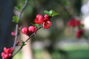 Piante da esterno fiorite in giardino, esempi di varietà per un anno di fioritura continua.