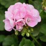 Gerani parigini e zonali in un balcone fiorito, con colori vivaci e fogliame rigoglioso.