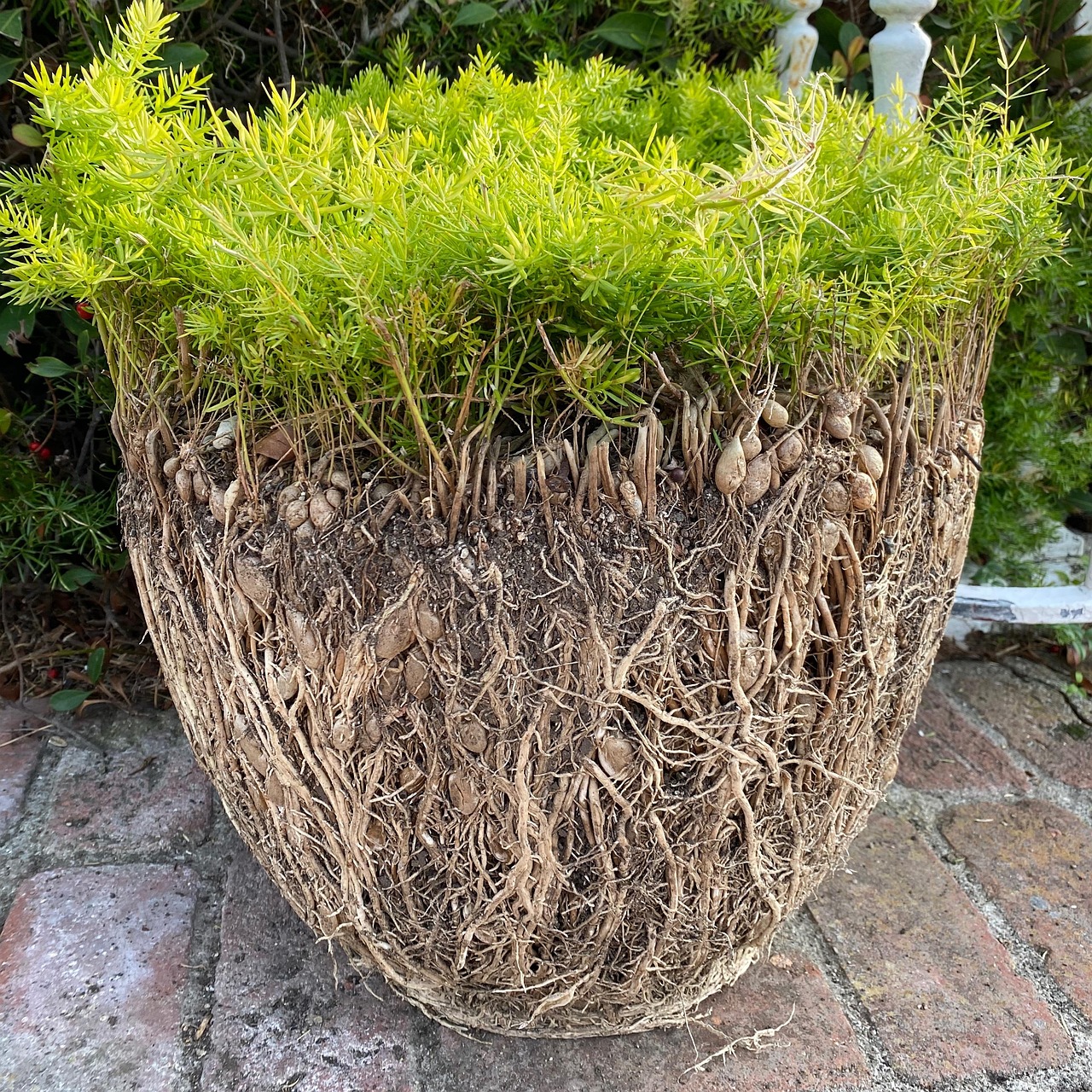 Vaso con fondo decorato e materiali per favorire la crescita delle radici delle piante.