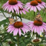 Fiori colorati nel giardino, ideali per attrarre farfalle e favorire la biodiversità.