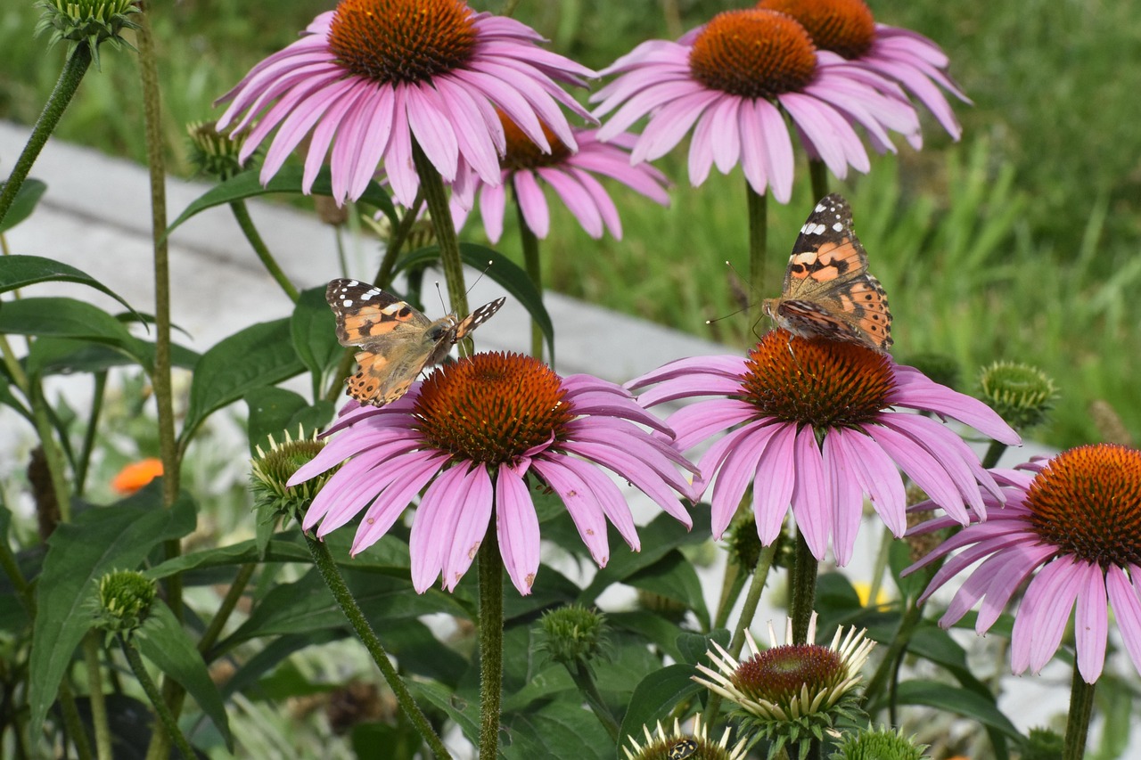 Fiori colorati nel giardino, ideali per attrarre farfalle e favorire la biodiversità.