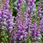 Aiuola fiorita con piante perenni che richiedono poca manutenzione.