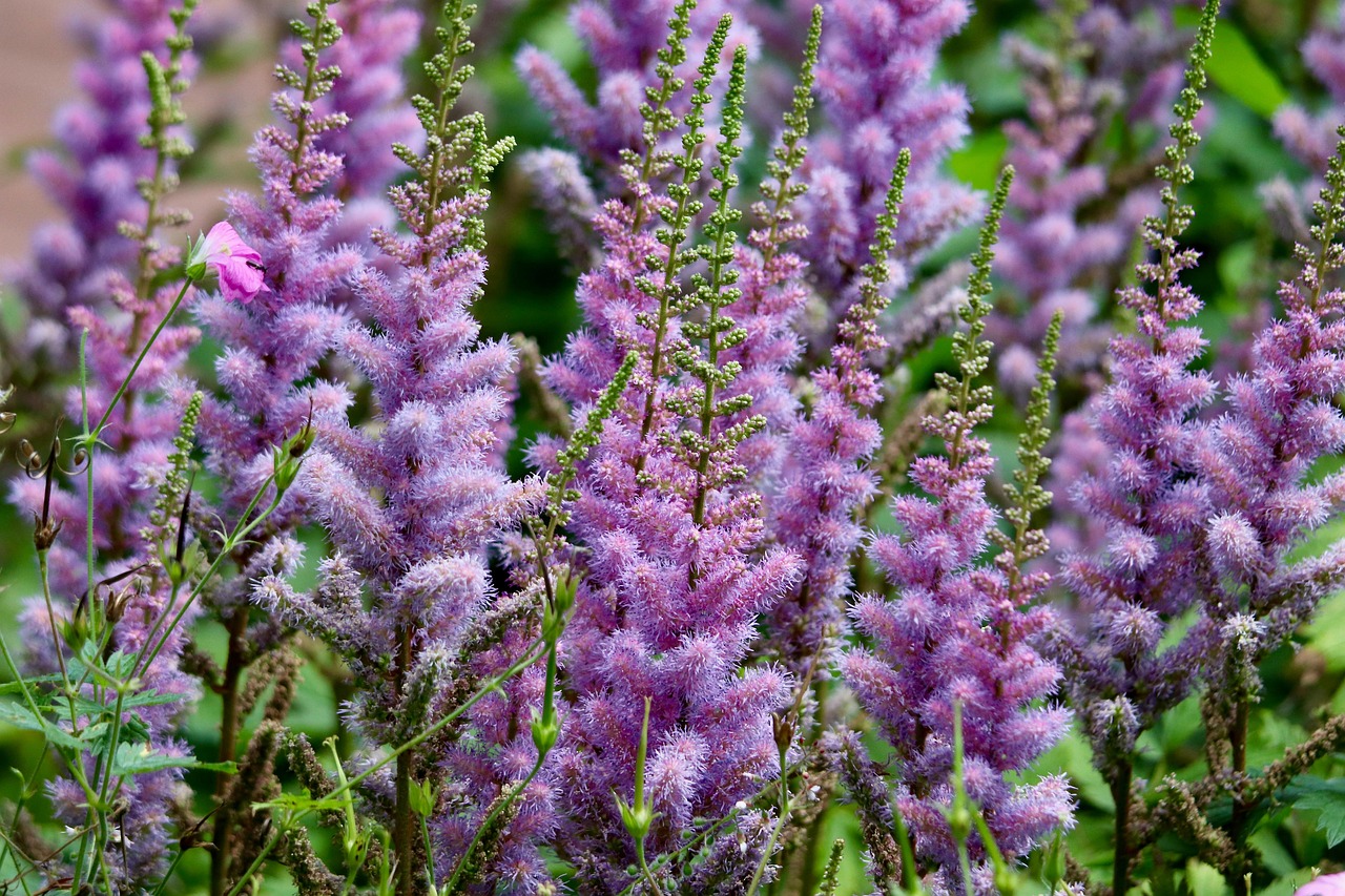 Aiuola fiorita con piante perenni che richiedono poca manutenzione.