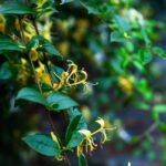 Rampicante verde rigoglioso in un giardino compatto, ideale per spazi ridotti.