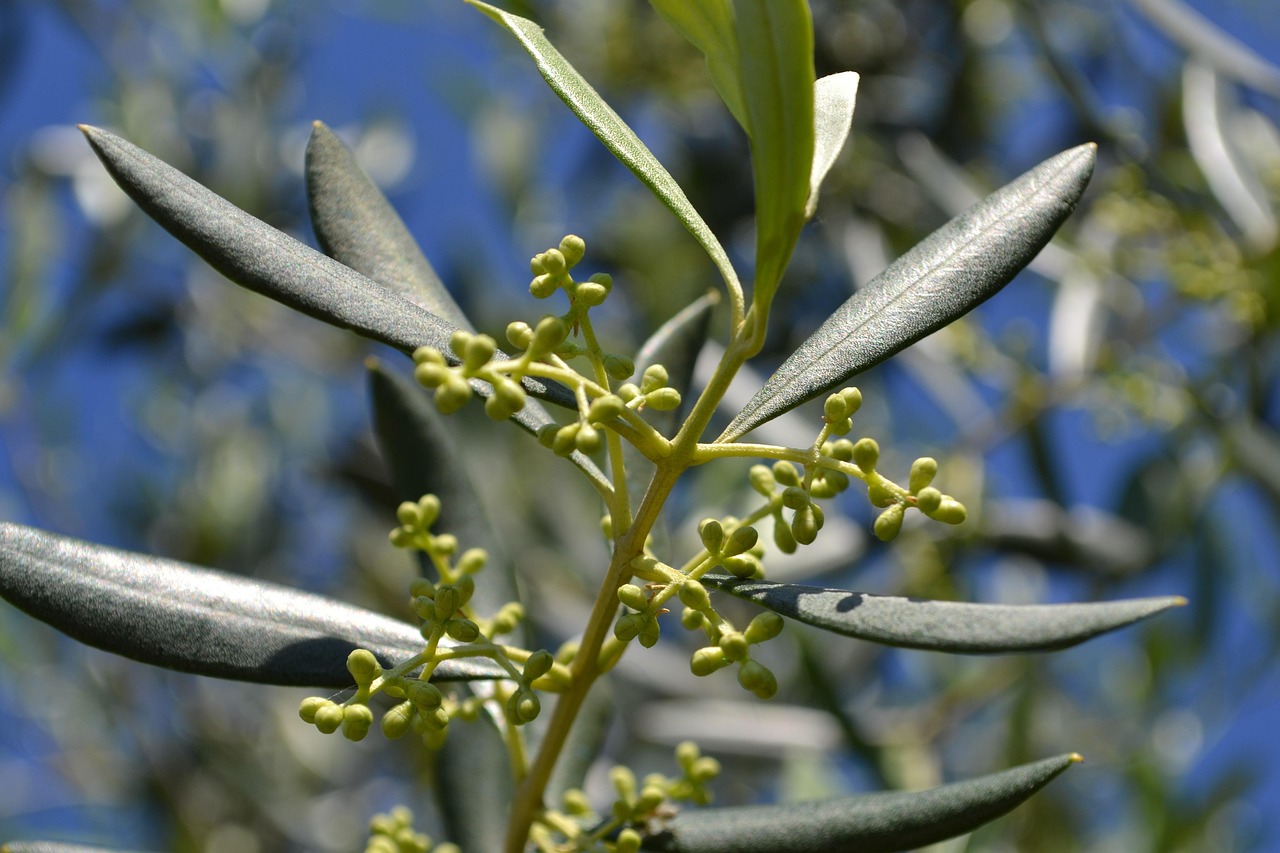 Ulivo carico di olive mature in un campo, simbolo di raccolta abbondante e cura facile delle piante.